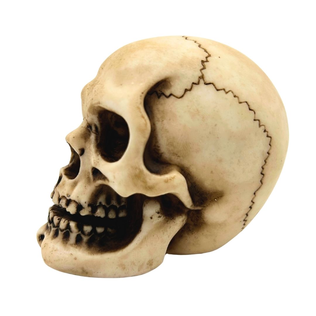 Schädel Figur Modell Dekoration Halloween Gadget Geschenk - MC-30683
